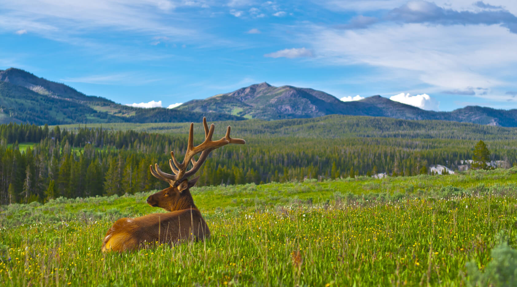 The Powder Horn